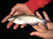 channel catfish