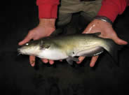 channel catfish